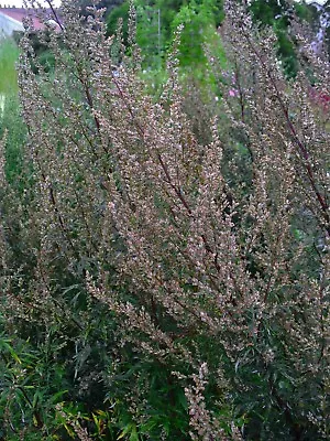 1000 Artemisia Vulgaris Seeds - Mugwort / Common Wormwood - Medicinal Herb • $4.99