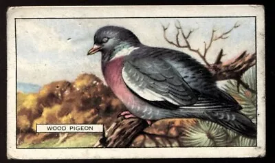 Tobacco Card Gallaher BRITISH BIRDS 1937 Wood Pigeon #3 • £2