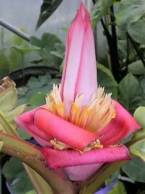 Musa Velutina Hairy Pink Ornamental Banana Fruits 10 Seeds Hardy • $3.99