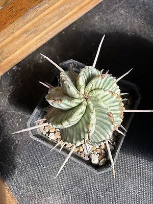 Euphorbia Meloformis Variegata Cactus Variegated • $6.50