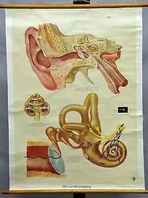 Medical Vintage Anatomical Poster Wall Chart Human Hearing Process Ear Organ • $195.99