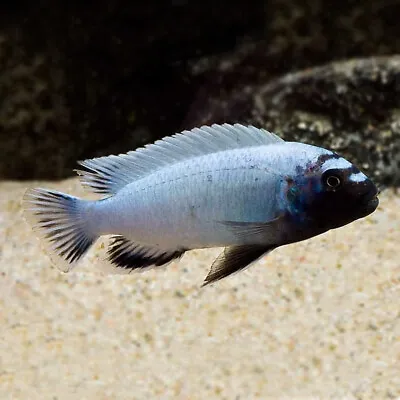 Lion’s Cove Mbuna | Male & Female | Pseudotropheus Polit | Lake Malawi Cichlid • £34.16