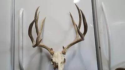 Beautiful 7x5 Colorado MULE DEER RACK ANTLERS Partial SKULL Whitetail Elk Shed • $295