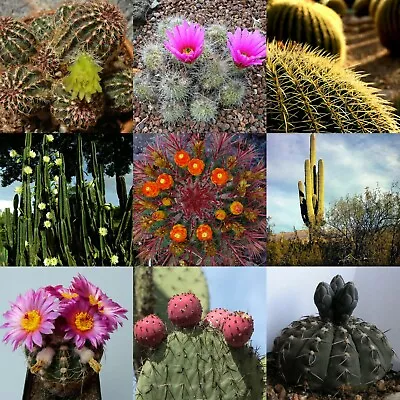 100 Mixed Cactus Seeds Mix Succulent Seeds Mix Very Diverse Variety Of Species  • $3.89