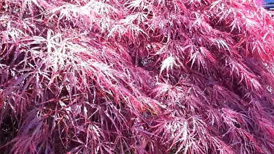 $6.50 • Buy 15 ORNATUM JAPANESE MAPLE SEEDS - Acer Palmatum 'Dissectum Ornatum'