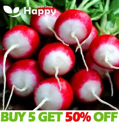 VEGETABLE SEEDS RADISH POLONEZA - WHITE RED RADISH - 700 Seeds - Heirloom • £1.99