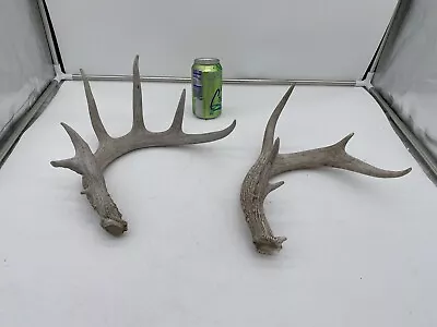 X2 Big Wild Whitetail Deer Antler Shed Mount Antlers Decor Buck Horns Rack • $29.99