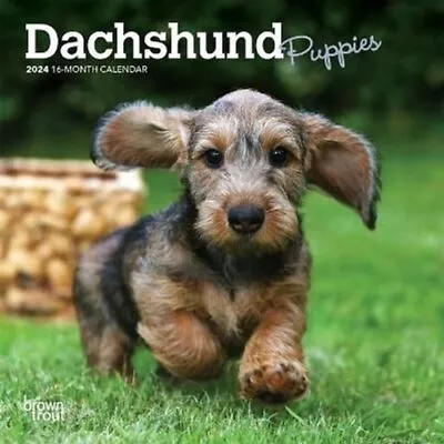 Dachshund Puppies 2024 Mini 7x7 By Browntrout 9781975462529 | Brand New • £5.99