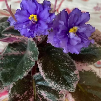 African Violet “Whisper Blue” • $12.99