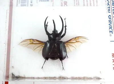 Vintage Entomology Taxidermy Real Mounted Insect Bug Rhino Atlas Beetle • $99.85