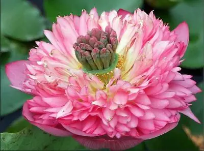 Peach Lotus/Water Lily Flower/Bonsai Lotus/Ponds / Bow/5 Fresh Seeds • £3.95