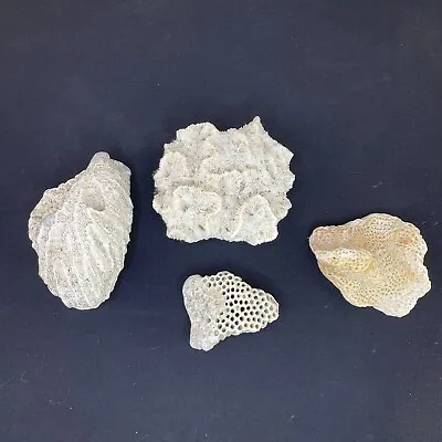 $34.99 • Buy 4 Pieces Brain Maze Honeycomb 100% Natural Real Coral Reef Sea Beach Home Decor 