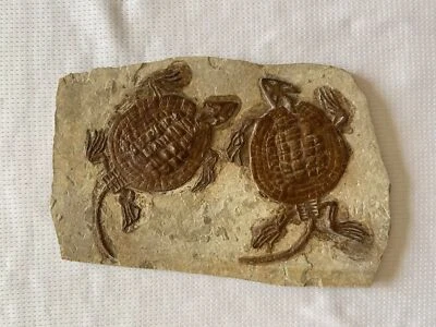 $439 • Buy Placochelys Fossil Turtle Dinosaur Placodonts Skeleton With Skull Claws Triassic