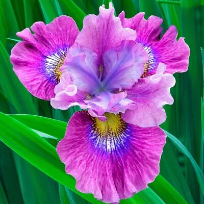 21 Heirloom Iris Seeds Fragrant Flower Plant (much Less Money Than Bulbs) • $4.36