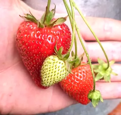 Heirloom GIANT Strawberry Plants 2 Small Fresh Healthy Runners Fresh Live • $18.96