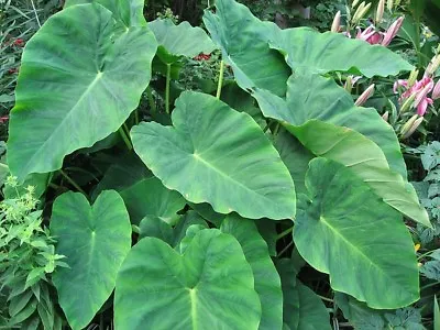 6 X Small Colocasia Esculenta Elephant Ear .Eddoe  Garden Plant Tropical .exotic • £7.50