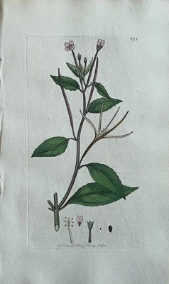 £68.67 • Buy Original Antique Print - Botanical Art Print - James Sowerby - Epilobium