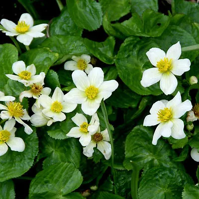 White Marsh Marigold Caltha Alba Pond Plant Marginal Plant Bog FREE POSTAGE • £7.95