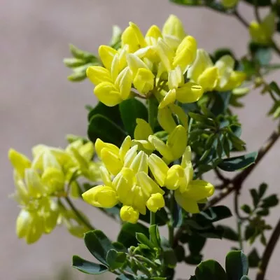 CORONILLA GLAUCA CITRINA   Evergreen CLIMBER/SHRUB. UNUSUAL ..9cms Pot  • £8.99