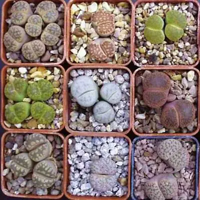 Lithops Mixture - 50 Seeds - Assortment Living Stones Succulent  • £2.99