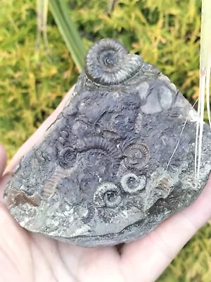 Rare Nodicoeloceras + Dactylioceras Gracile Ammonite Whitby Yorkshire Uk  Fossil • $37.29