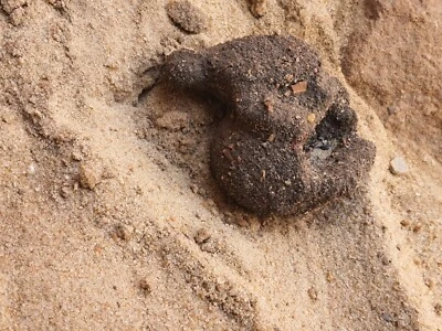 $140 • Buy Rare Fossilized Baby Turtle Coming Out Of Egg Million Years Fossilized Turtle