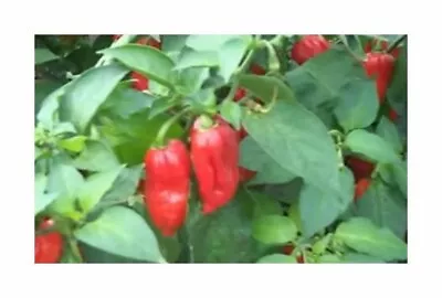 10x Chilli King Naga Some Bhut Jolokia Pods Garden Plants Seeds B908 • £9.25