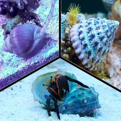 10 Turbo Snail 10 Hermit Crab 10 Nassarius Snails Marine CUC Pack Reef Cleaner • £64.95
