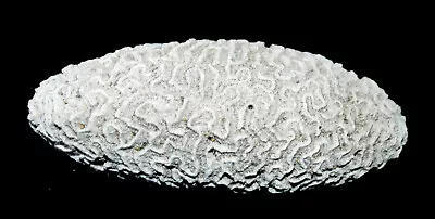 Large 8  Real Natural Brain Coral - Over 4lbs. Seashell Ocean Beach Nautical • $39.99