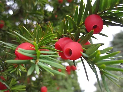 RARE Japanese Yew Tree Bonsai Taxus Cuspidata - 10 Viable Seeds • £2.99