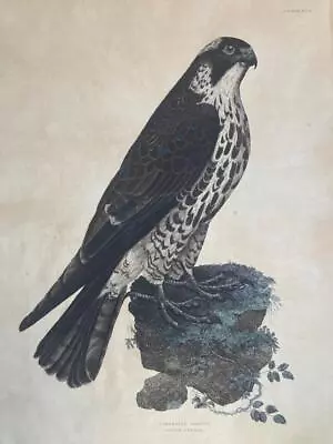 Prideaux John Selby Young Peregrine Falcon Life Size Print Circa 1826 • £100