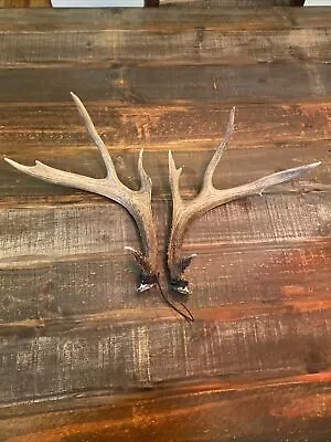 COLORADO MULE DEER RACK 3x3 ANTLERS SKULL Cutoff HUNT Rattling/Rattlers • $39.99