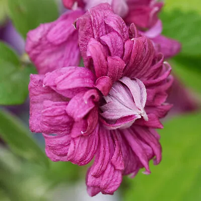 £11.99 • Buy Clematis 'Purpurea Plena Elegans' | Hardy Climbing Garden Plant In 9cm Pot