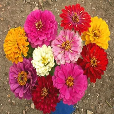 Zinnia CALIFORNIA GIANT Dahlia Flower Bulk 500 Seeds! (BUY ANY 10-SHIPS FREE) • $2.50