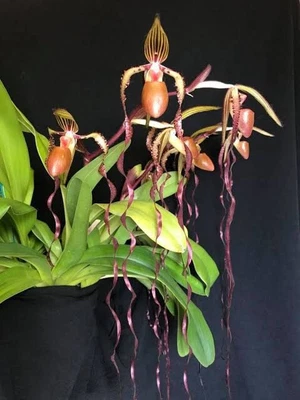 $399 • Buy Paphiopedilum Sanderianum RARE  Slipper Orchid Species