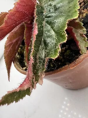 Begonia - Variegated Galaxy Ginny Cream Splash *C2* • $40