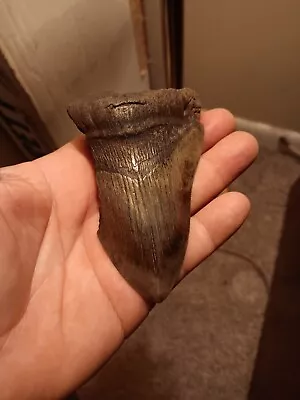 This Is A 100% Natural Megalodon Shark Tooth. This Tooth Is 41/2“ In Length • $30.99