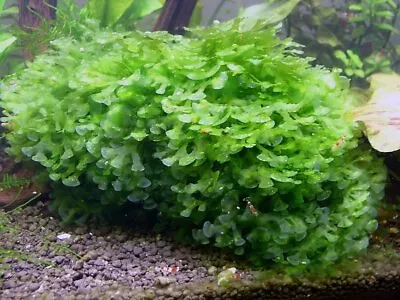 $13.95 • Buy Subwassertang For Shrimp Tank/ Pond/ Fish Tank Live Aquarium Plant Seaweed Plant