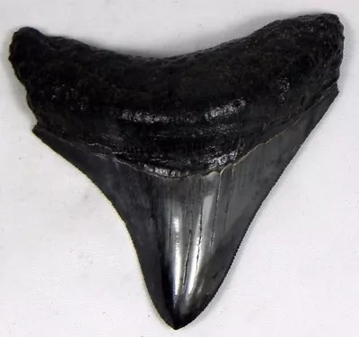 2  5/8   Fossil Megalodon Prehistoric Shark  Teeth *Serratted Posterior Tooth * • $79.95