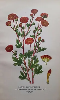 £9.90 • Buy 1897 Pompon Chrysanthemum Print. Edward Step. 125 Years Old. Red Flower.