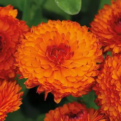 Calendula Seeds Hardy Annual Flower Garden Plant 'Neon' 1 Packet 100 Seeds T&M • £2.99