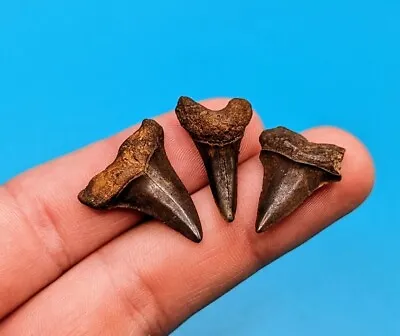 Trio Of Suwannee River Stained Mako Shark Teeth Eocene Florida • $20