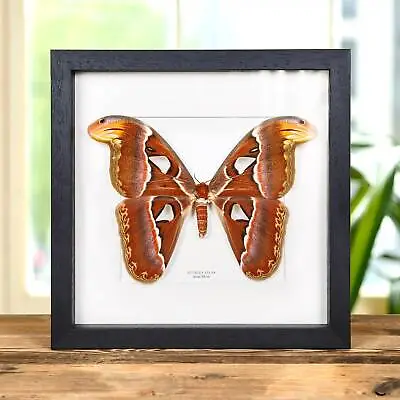 Female Atlas Taxidermy Moth Frame (Attacus Atlas) • $50.51