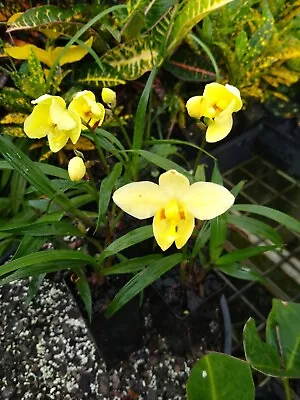 Orchid. Collectable. Spathoglottis  Lemon Kiss  60mm Pot • $18.50