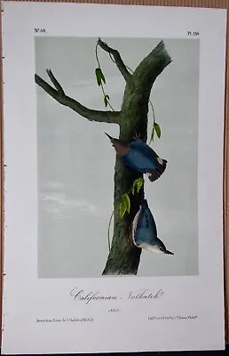 California Nuthatch Audubon 2nd Edition 1850 Hand Colored  Litho J.t.bowen • $62.50