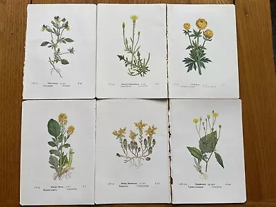 6 Antique Vintage Botanical Prints By Edward Step C1941. Book Plates. Flowers. • £3