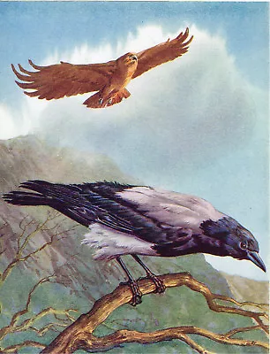 £2.49 • Buy Golden Eagle & Hooded Crow 1956 Vintage Bird Print Picture IBB#03