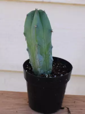 Myrtillocactus Geometrizans - 2  Pot - Blue Candle Cactus • $5.95