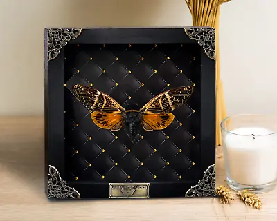 Real Cicada Insect Frame Taxidermy Taxadermy Decor Home Gift For Kids • $33.25