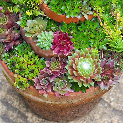 Sempervivum Mix - 5 Plants | Indoor Succulent Hen & Chicks | 5-15cm With Pot • £13.99
